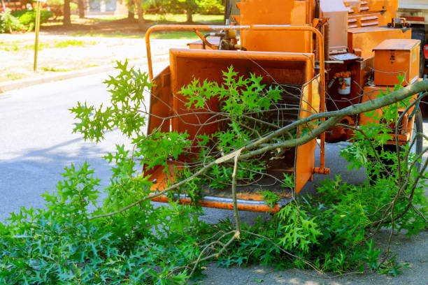 Grass Overseeding